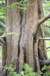 《绝区零》Xbox Series版将和2.0更新6月同步上线